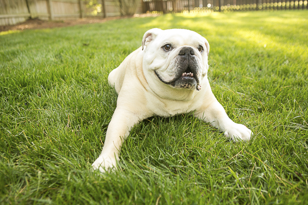 English Bulldog lying on grass, lifestyle dog photography