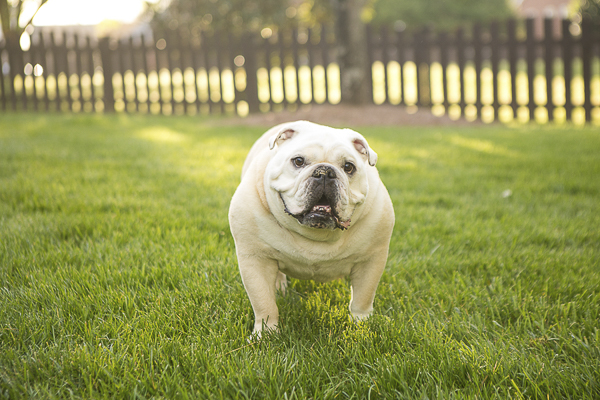 cute English Bulldog standing in grass