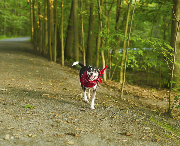 little dog walking down trail, Fox Terrier