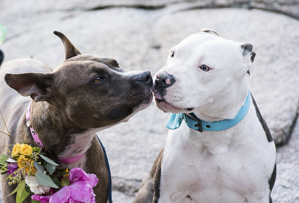 dog dynamic duo, dog Bffs, dog wedding, Pit bulls licking each other