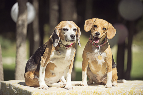 Beagles sitting on table, former lab subjects, #crueltyfree
