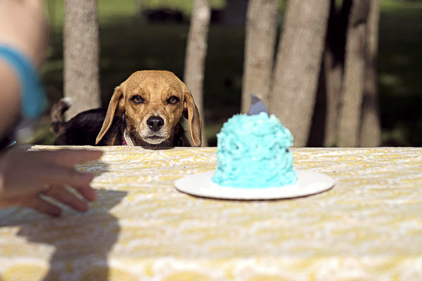 Beagle and blue birthday cake, dog party