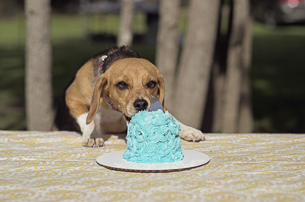 dog eating birthday cake, blue icing cake for dog