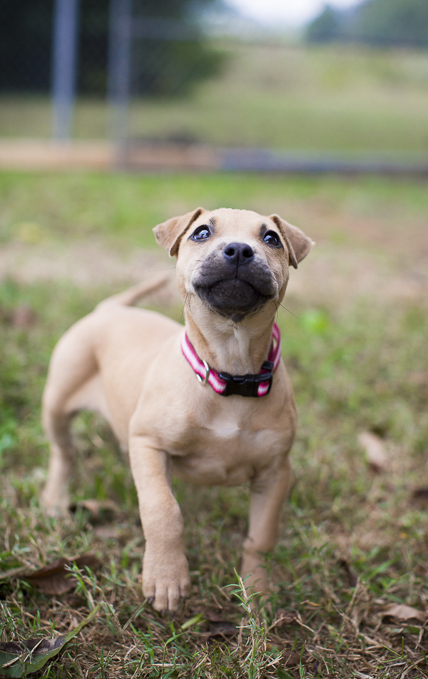 adoptable puppy, Humane Society Union County, NC