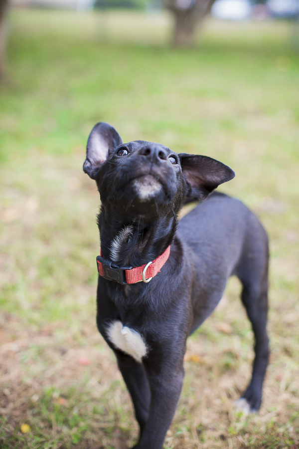 adoptable puppy, Humane Society Union County, NC