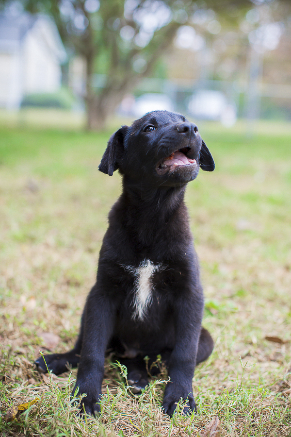 adoptable puppy, Humane Society Union County, NC