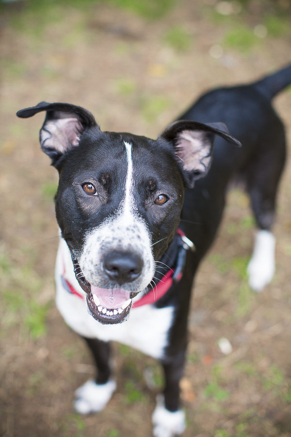 adoptable dog, Humane Society Union County, NC