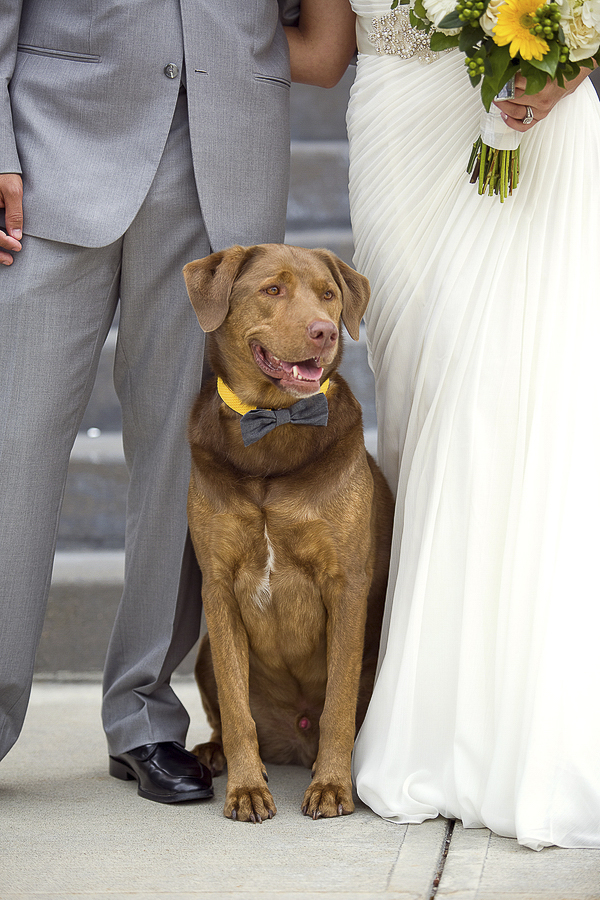 handsome dog between groom and bride