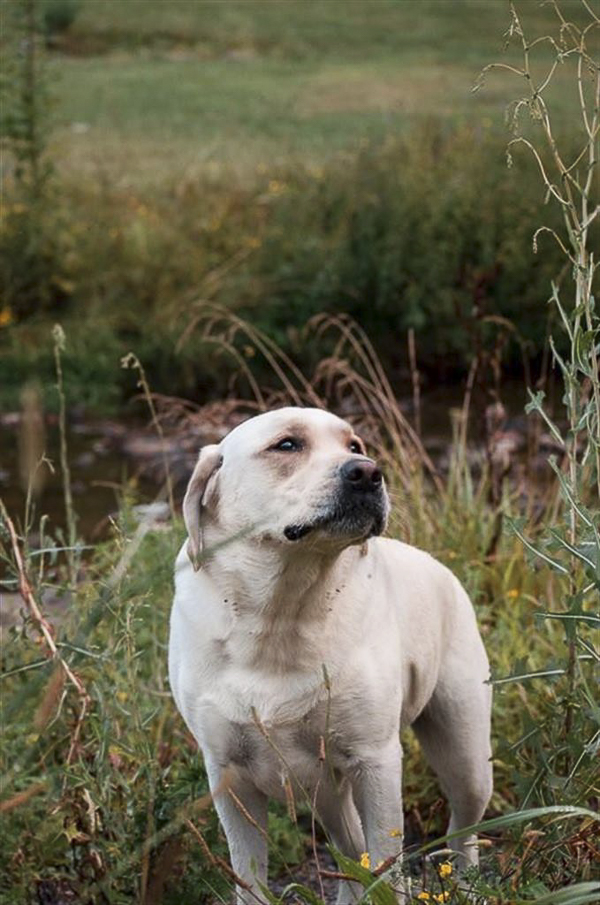 handsome dog in field, Yellow Lab portraits