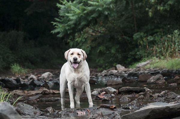 Yellow Lab standing in stream, on location dog photography