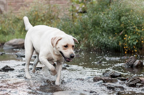 dog running through stream, Huckleberry, lifestyle dog photographer