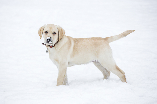 Yellow Lab Puppy with snow on nose, dog standing in snow