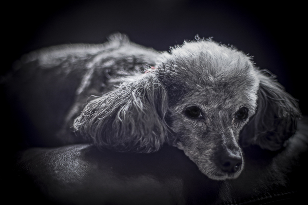 Toy Poodle, lifestyle dog photography, black white pet portraits