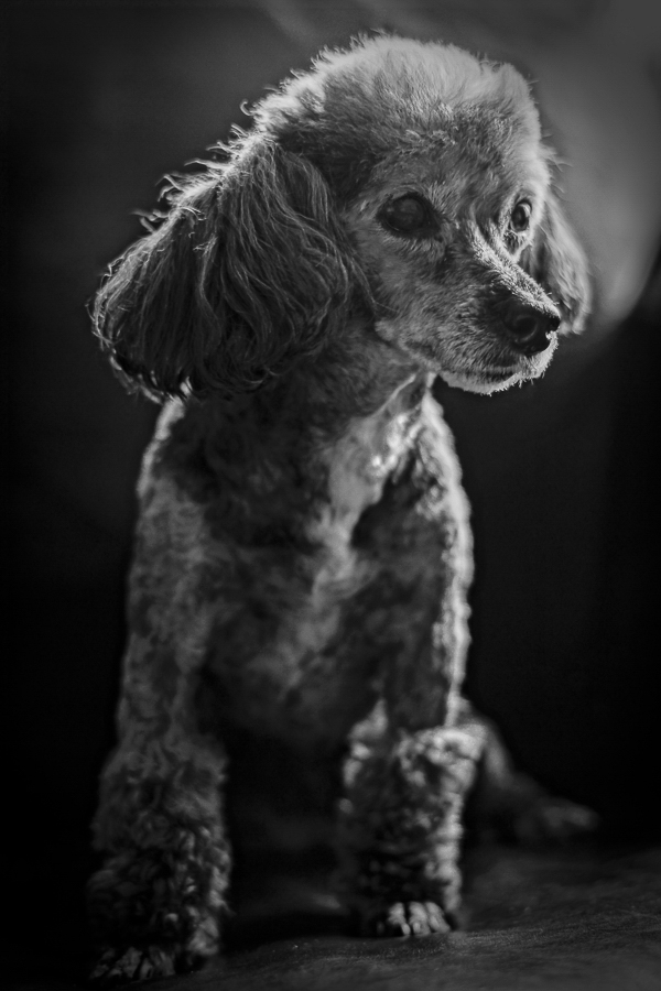 Toy Poodle, lifestyle dog photography, black white pet portraits
