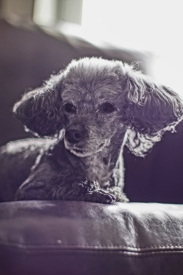sassy toy poodle, modern pet photography