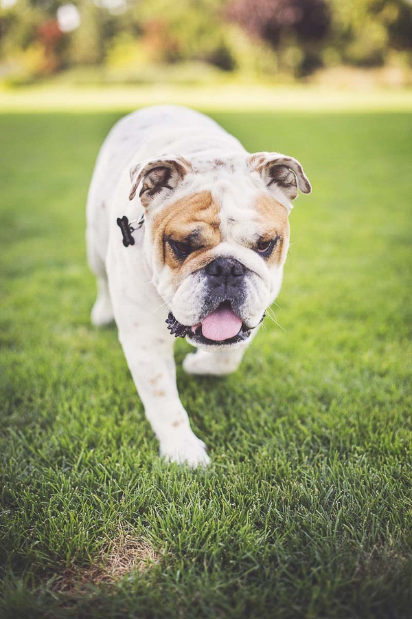 white and brown smooshy face Bulldog, lifestyle dog photographer