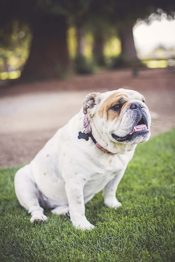 English Bulldog wearing pink collar sitting on grass, lifestyle dog photography