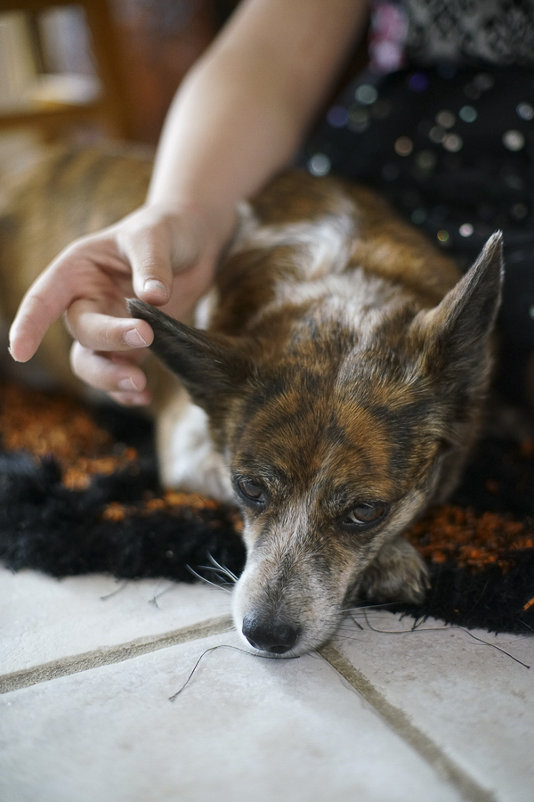 brindle, orange senior dog and girl gently rubbing dog's ear