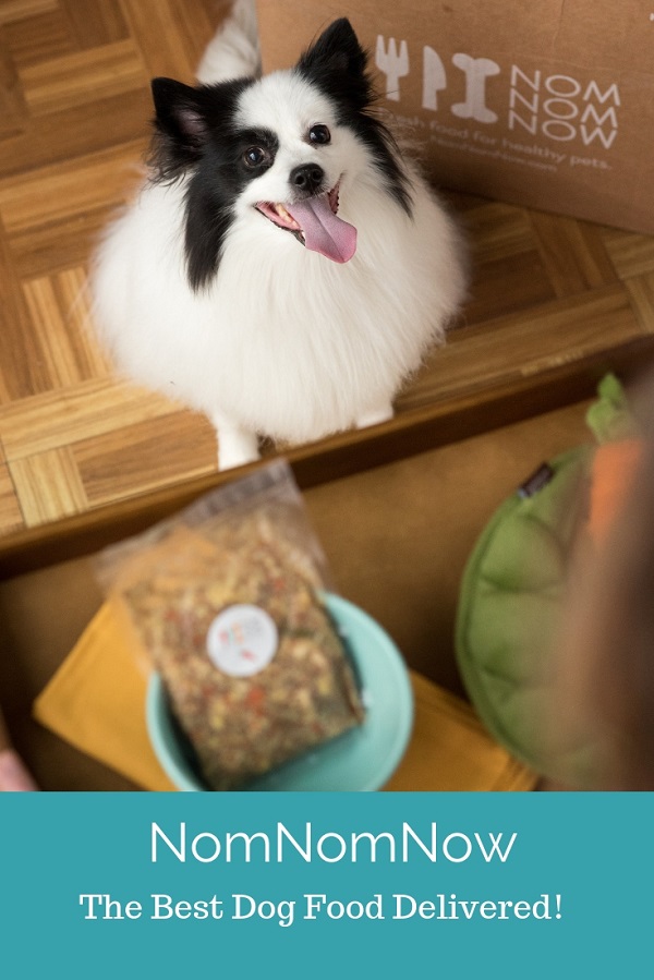Eskie mix, Pomeranian mix excited about meal time, best dog food delivery, NomNomNow, dog food review, ©Alice G Patterson Photography for Daily Dog Tag