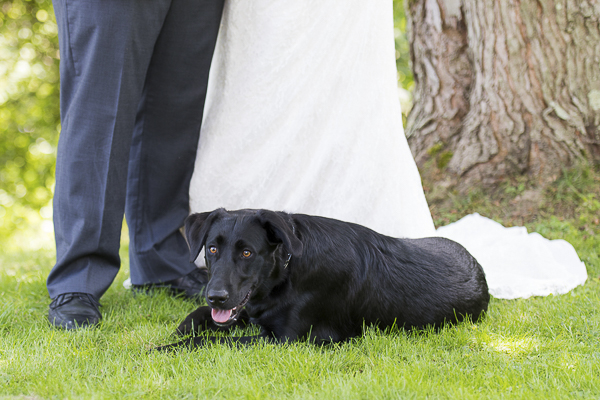 Black lab mix lying in front of wedding couple