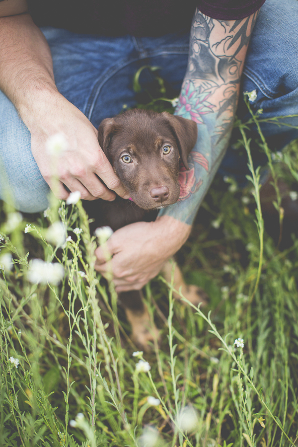 cute chocolate Labrador puppy, 