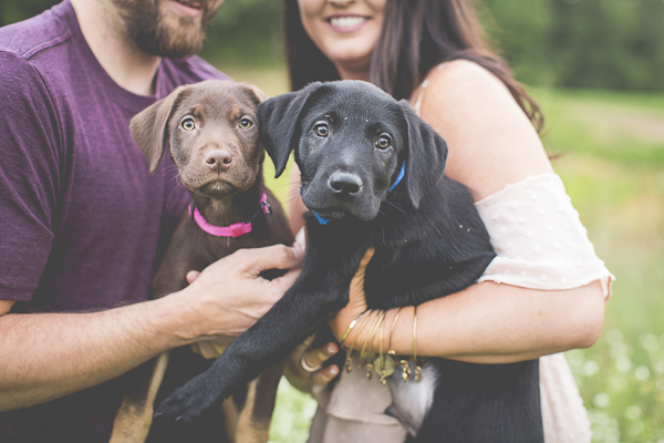 chocolate Lab puppy, black lab puppy, lifestyle dog photography