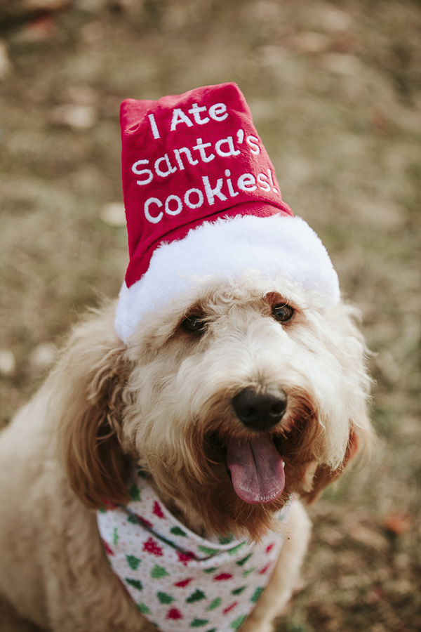 dog wearing Santa's hat, "I ate Santa's cookies", lifestyle dog photography, Christmas photos of dog, Golden doodle