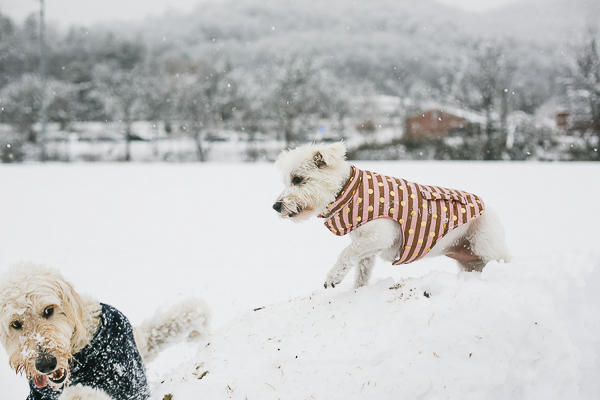 little dog and big dog bffs, dogs playing in snow, pet portraits