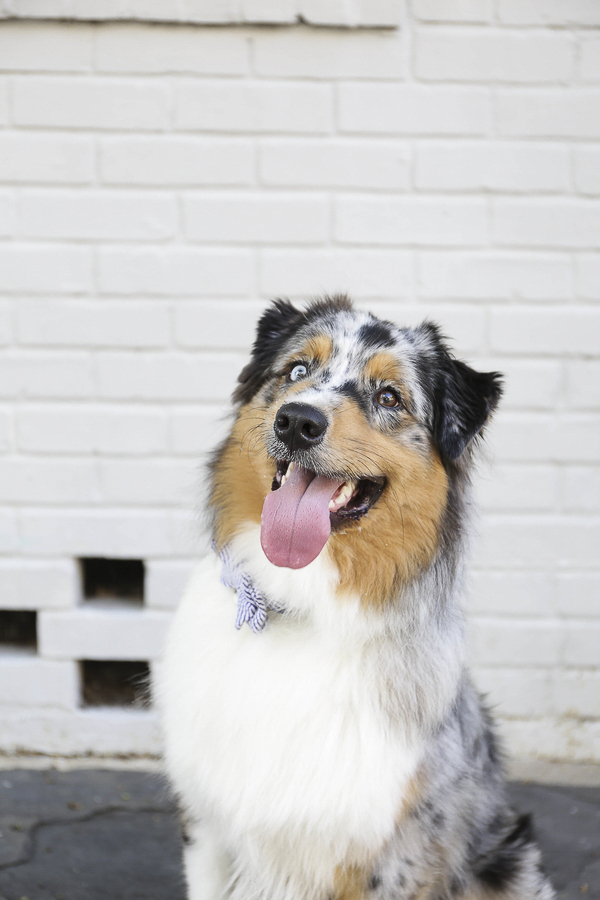 australian shepherd tie