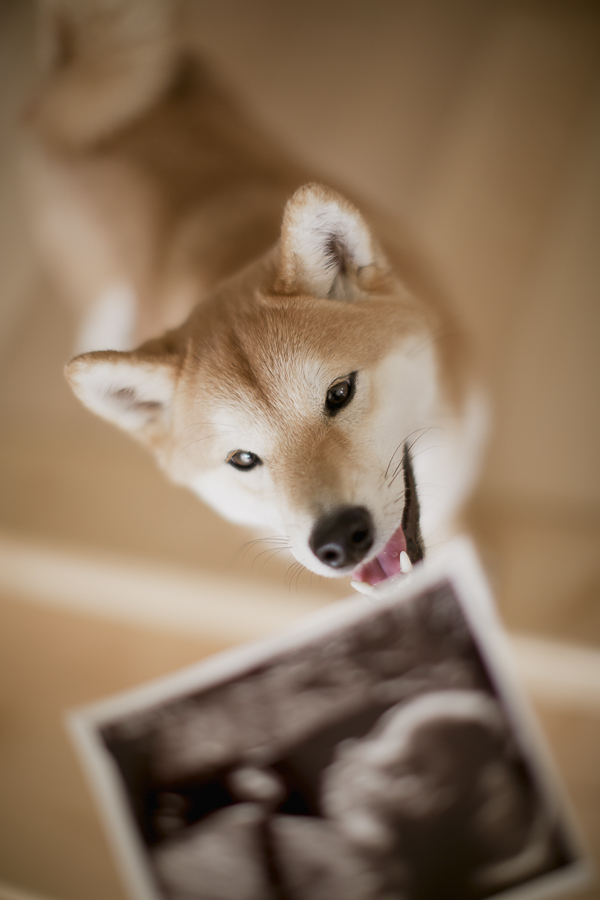 adorable Shiba Inu looking up towards sonogram, maternity session with dog, creative ideas for baby announcement