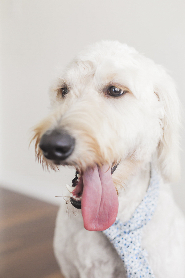 Golden doodle tongue out, dog wearing tie, lifestyle dog portraits