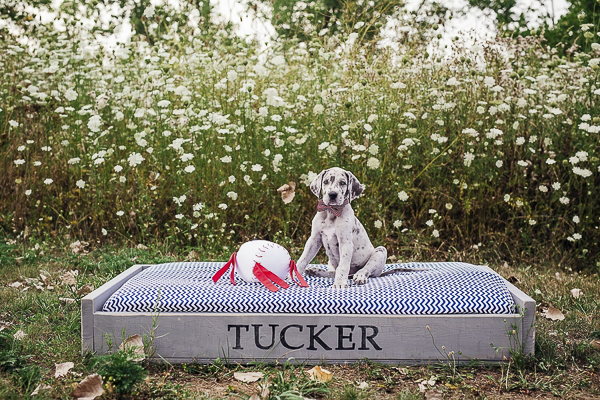 tiny Great Dane puppy on homemade dog bed, lifestyle dog portraits