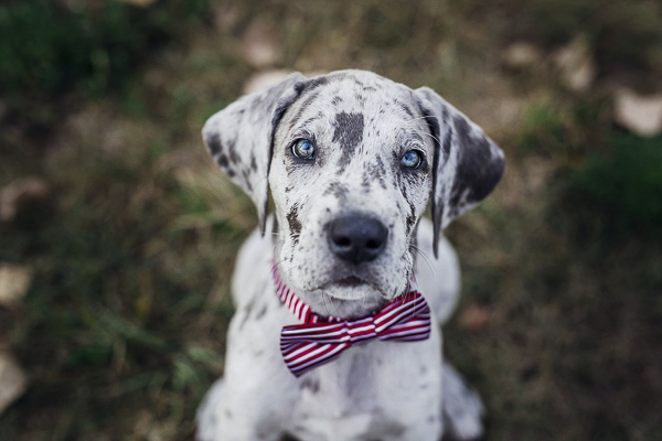 Great Dane puppy wearing red striped bow tie