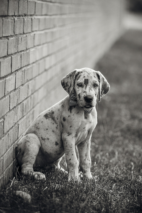Merle Great Dane puppy sitting next to brick wall, on location dog portraits