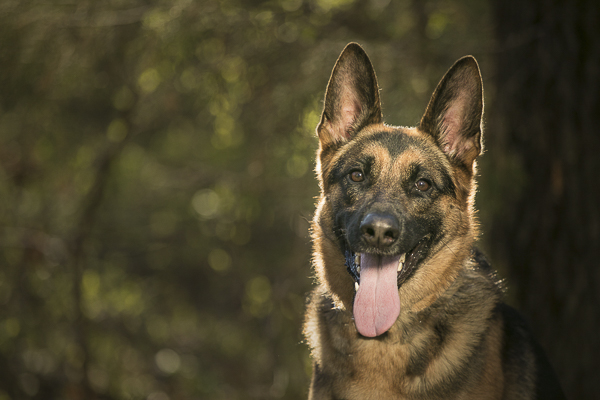 German Shepherd, lifestyle dog photography, Nashville pet photographer 
