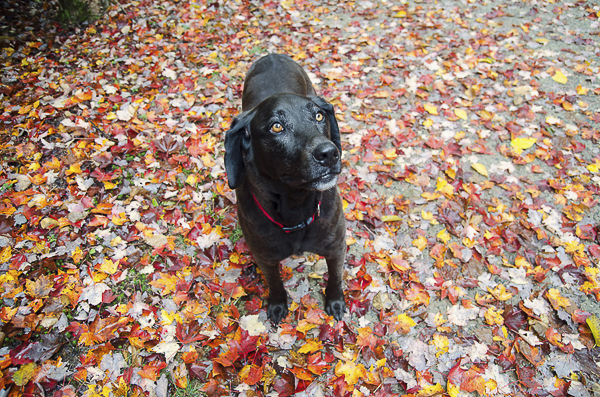 young Black Lab standing on autumn leaves