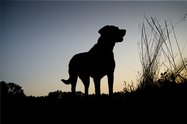 Retriever silhouette, dog and tall grass. lifestyle dog photography