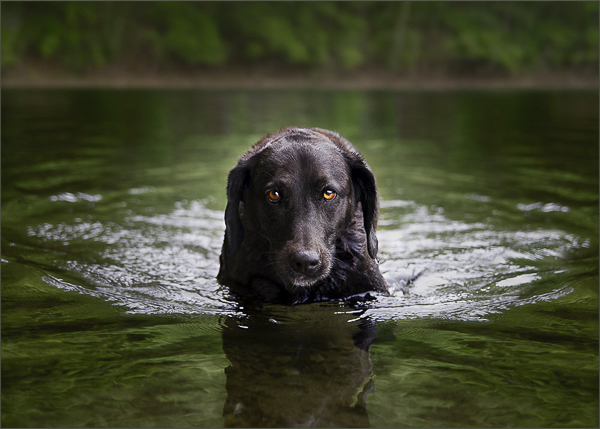 Black Lab coming out of lake, on location dog photography, 