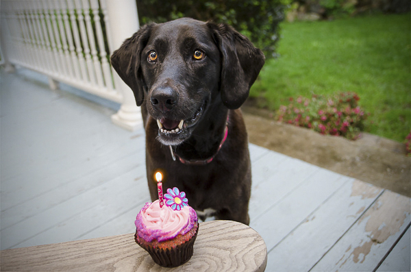 Black Lab with cupcake, lifestyle dog photography