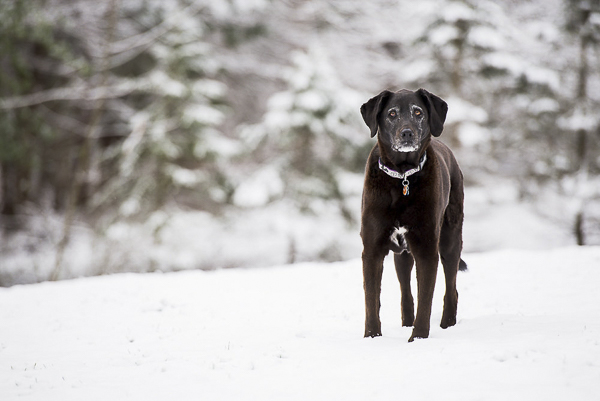 gorgeous black lab photography, winter dog portraits