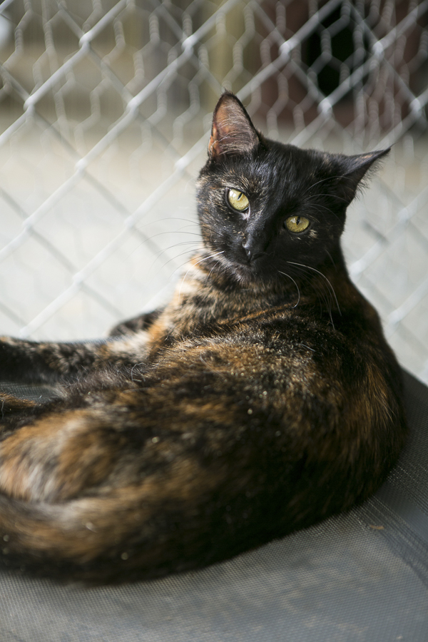 lovely adoptable tortoiseshell mix cat from R.A.R.E