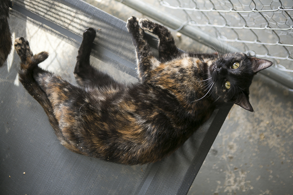 lovely adoptable tortoiseshell mix cat from R.A.R.E