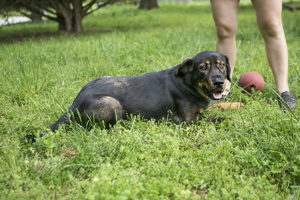 adoptable Australian Shepherd Rottweiler mix from TN, R.A.R.E