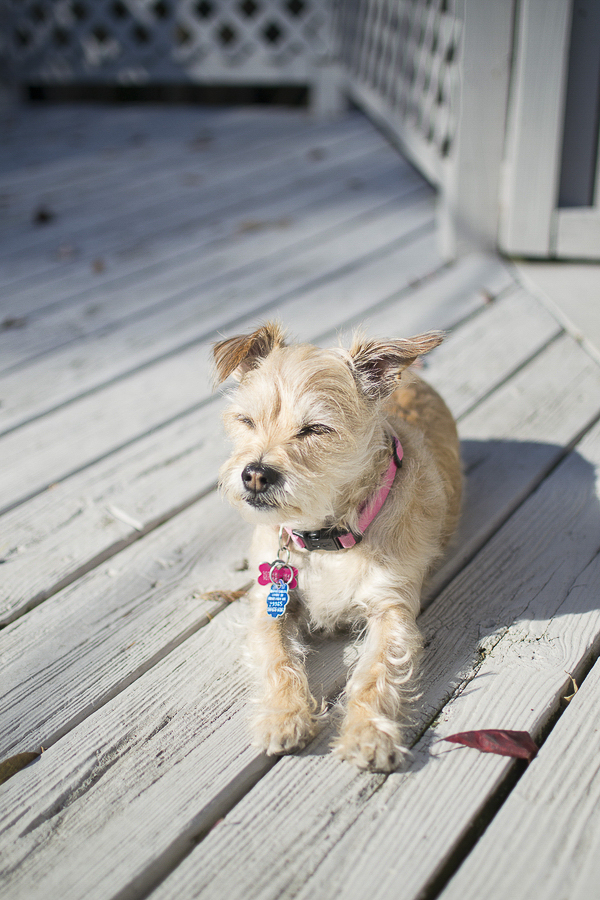 fall pet portraits, terrier mix relaxing in the sun 