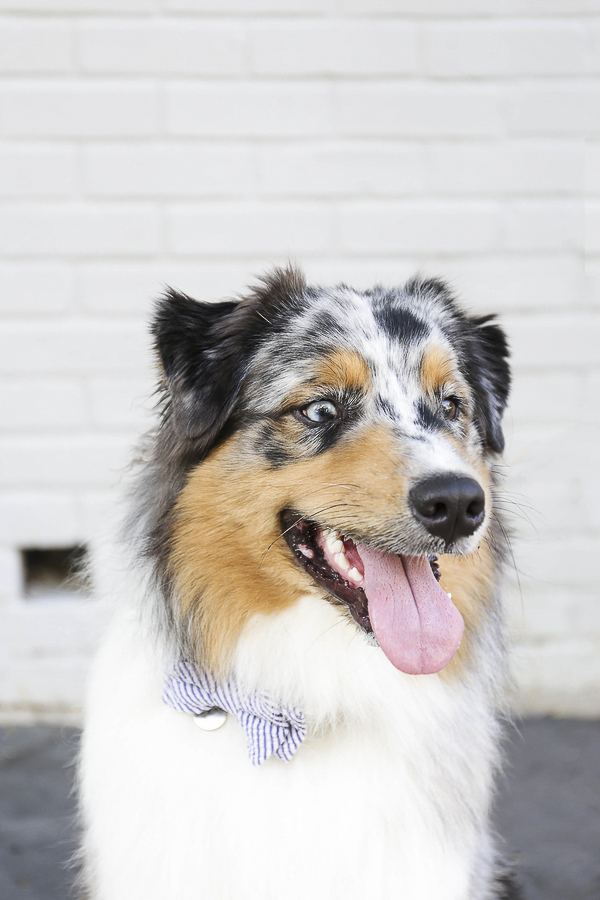 lifestyle dog photography, handsome dog, Aussie, Charleston