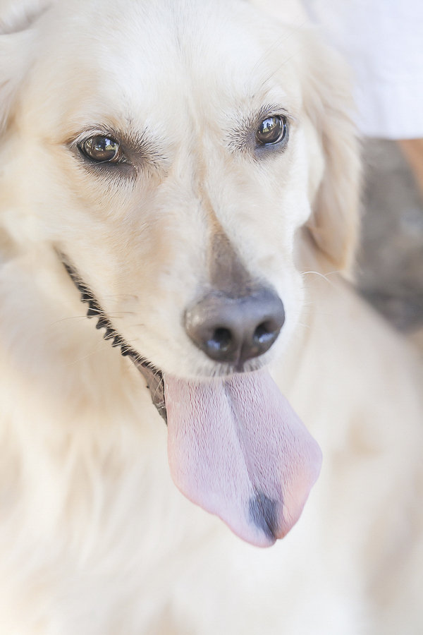 Golden Retriever with tiny cowlick on nose, black spot on tongue, dog portraits