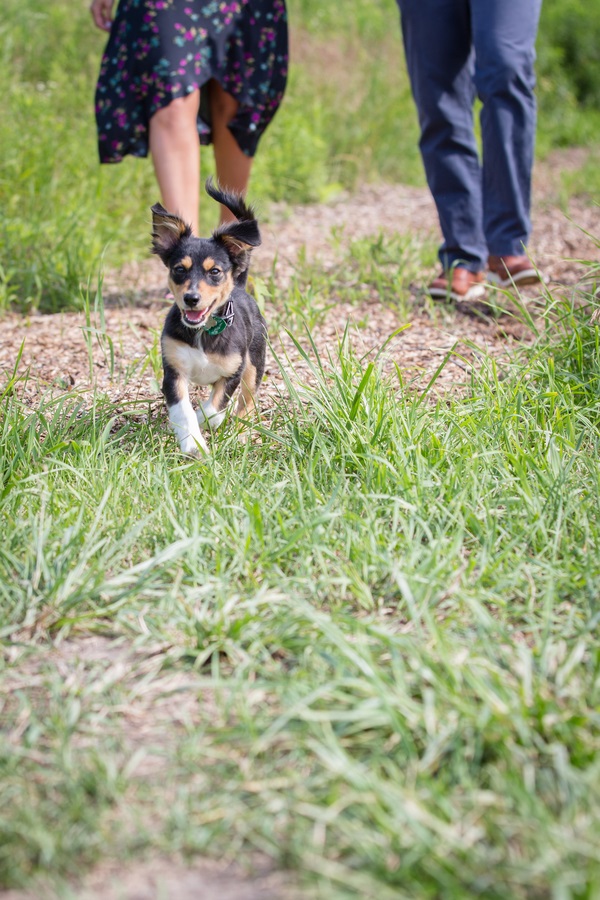 Chihuahua mixed breed puppy running on path