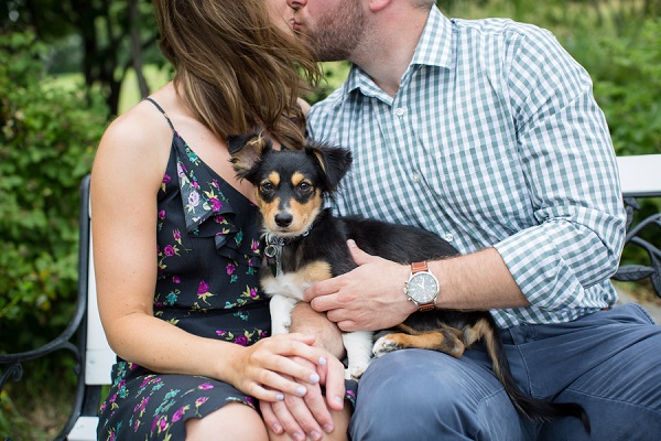 black, tan, white puppy on couple's laps, engagement photos with dogs