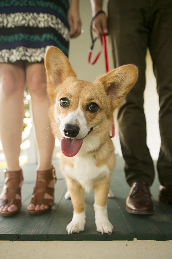 Corgi close up, dog and humans, lifestyle family photos with dogs
