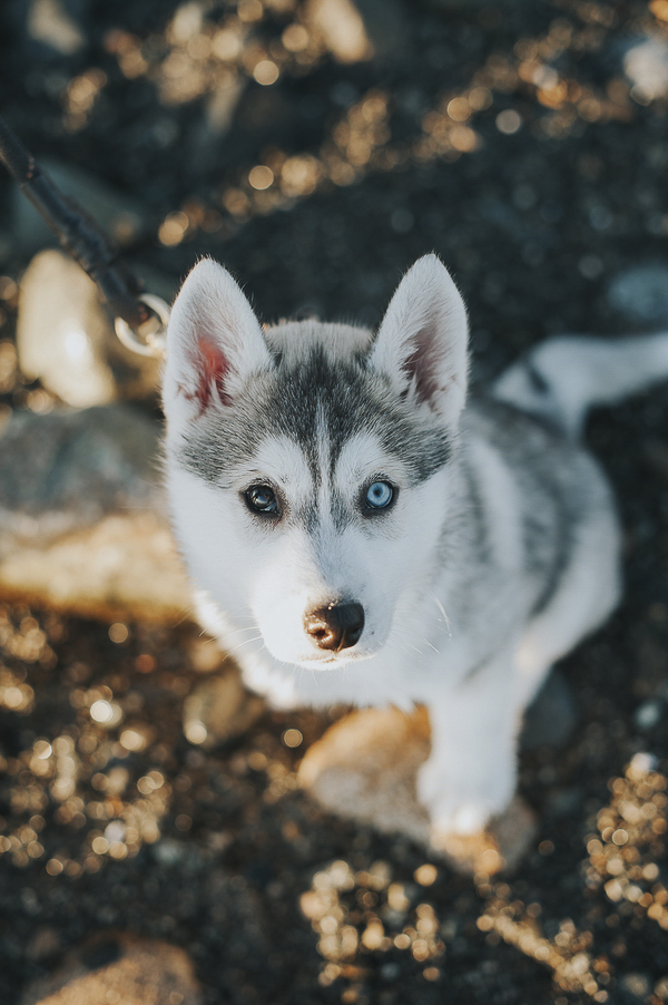 adorable Siberian Husky, one brown eye, one blue eye